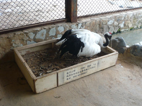 “一夫一妻制”丹頂鶴產(chǎn)下愛情結(jié)晶 其余雌鶴苦盼郎君