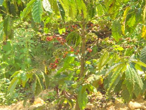 云南后谷咖啡啟航萬噸航母