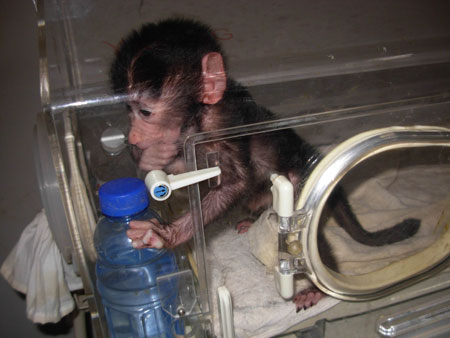 遭母親遺棄 狒狒寶寶出生就進(jìn)保溫箱