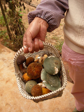 云南野生動(dòng)物園菌子免費(fèi)采