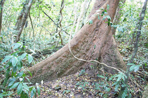 120多名國(guó)內(nèi)外專家學(xué)者親近熱帶雨林