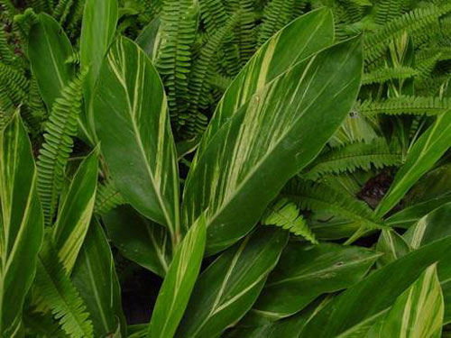 120多名國內(nèi)外專家學(xué)者親近熱帶雨林