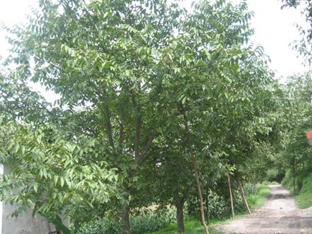 又到核桃豐收時