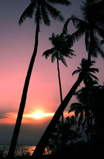 椰樹王國東郊椰林