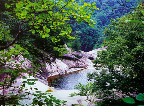植物王國寶天曼