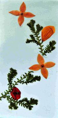 版納植物園啟動(dòng)“收藏自然的永恒”科普活動(dòng)