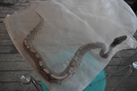 云南省委機關(guān)農(nóng)場獼猴咬人 動物園吹管麻醉制伏(圖)