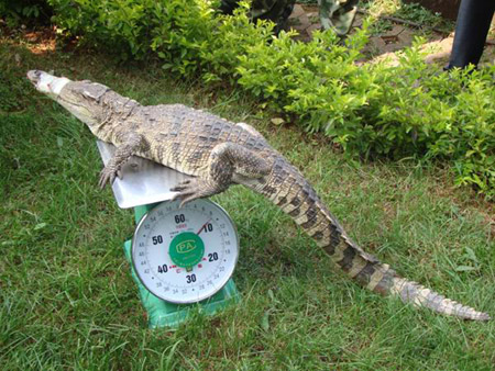 昆明武警森林支隊(duì)安寧大隊(duì)解救鱷魚 移交動(dòng)物收容中心(圖)