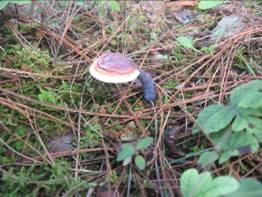 無量山中品山珍(組圖)