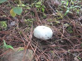 無量山中品山珍(組圖)