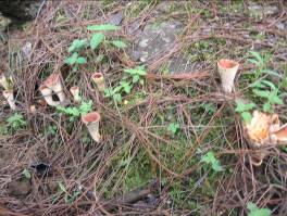 無量山中品山珍(組圖)