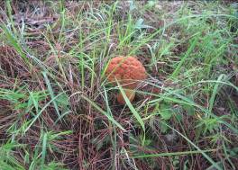 無量山中品山珍(組圖)