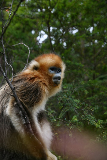 神農(nóng)架金絲猴科研觀賞成國(guó)內(nèi)靈長(zhǎng)類生態(tài)旅游典范