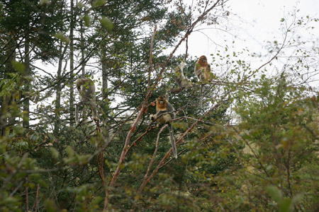 神農(nóng)架金絲猴科研觀賞成國(guó)內(nèi)靈長(zhǎng)類生態(tài)旅游典范