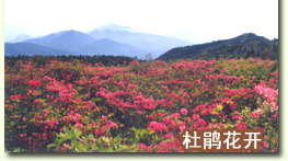 清涼峰國家級自然保護區(qū)：林海 花海 石海 云海