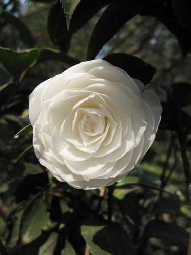 昆明每年都將為云南山茶花“過節(jié)”[圖]