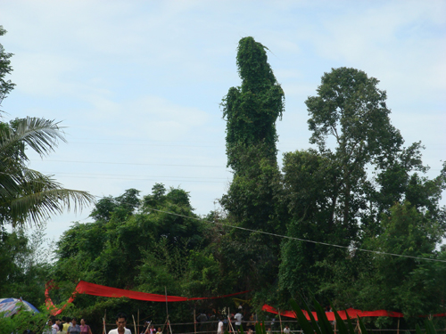 網(wǎng)談：海南這棵神話了的“觀音樹(shù)”該不該砍?