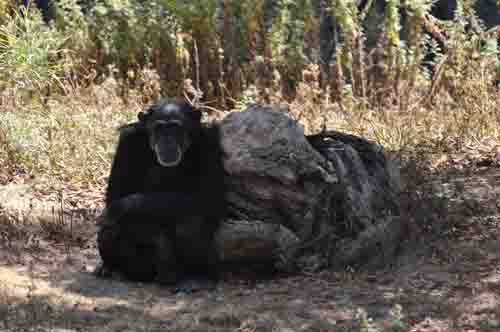 光棍節(jié)——云南野生動(dòng)物園也有一批“剩男”和“剩女”