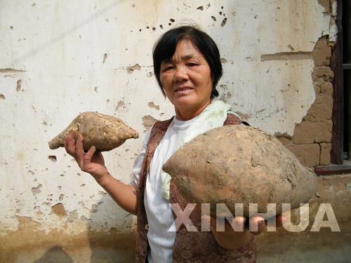 廣西瑤鄉(xiāng)種出“地瓜王”[圖]