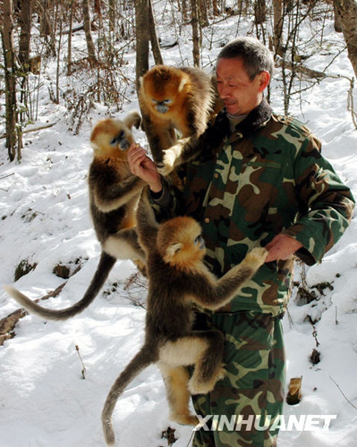 湖北神農(nóng)架為金絲猴準(zhǔn)備充足的越冬食物