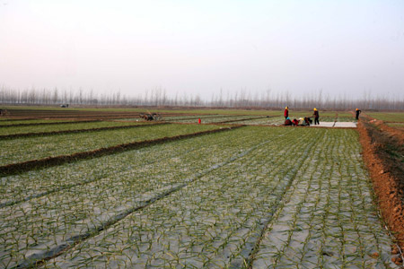 2009：瘋狂的大蒜 價(jià)格翻了52倍！