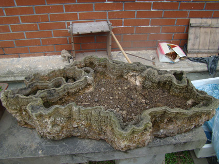 興文：這個(gè)“花盆”好奇特（圖）