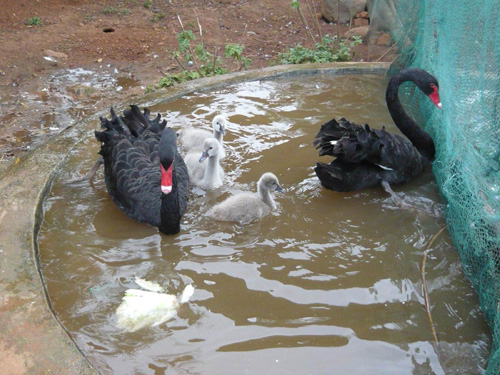 云南野生動物園黑天鵝“夫婦”合力孵出小天鵝[圖]
