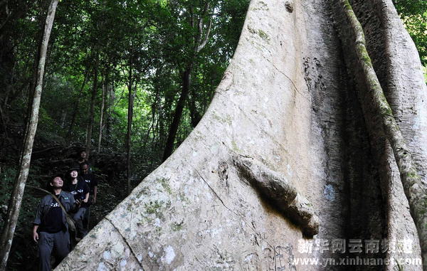 西雙版納全力保護北回歸線唯一綠洲