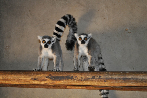 動(dòng)物也有幫派之爭 4只環(huán)尾狐猴被趕出家門[圖]