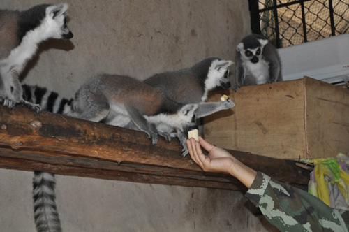 動(dòng)物也有幫派之爭 4只環(huán)尾狐猴被趕出家門[圖]