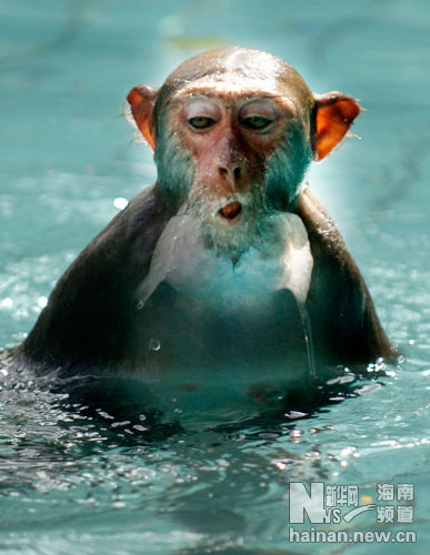 海南熱帶獼猴的幸福水生活