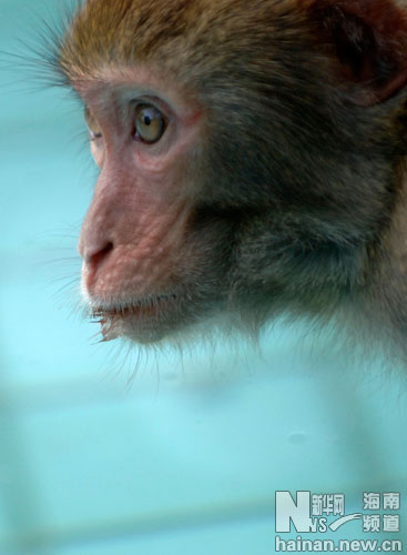 海南熱帶獼猴的幸福水生活
