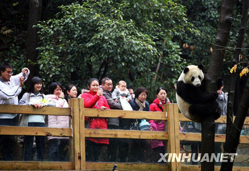 落戶桂林的奧運(yùn)大熊貓與游客見面