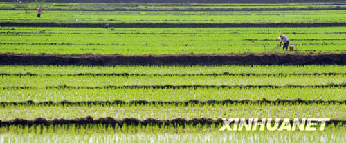 小寒時節(jié)瓊海春意鬧