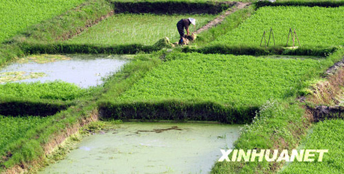 小寒時節(jié)瓊海春意鬧