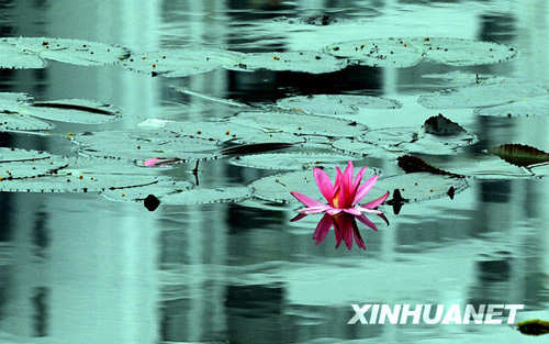 三九時(shí)節(jié)睡蓮開