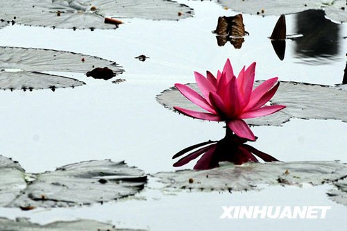 三九時(shí)節(jié)睡蓮開