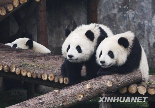 上海:“世博大熊貓”正式亮相