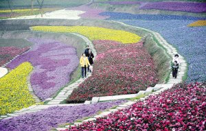 太美了!化工廠變身公園 能看薰衣草花田