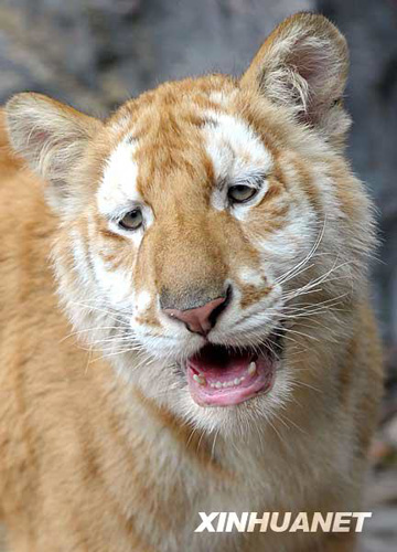 廣州香江野生動(dòng)物世界百虎山開(kāi)放迎游客