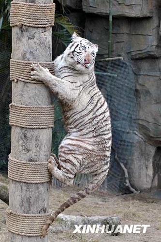 廣州香江野生動(dòng)物世界百虎山開放迎游客