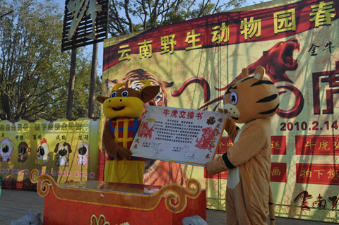 萬人涌進(jìn)云南野生動物園看老虎