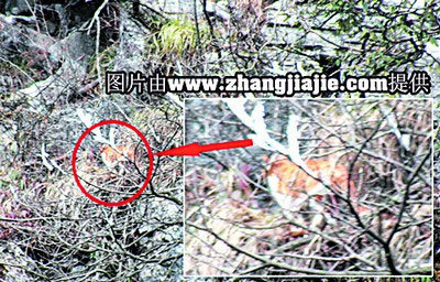 張家界官方釋疑:天門山“疑似虎照”不是老虎