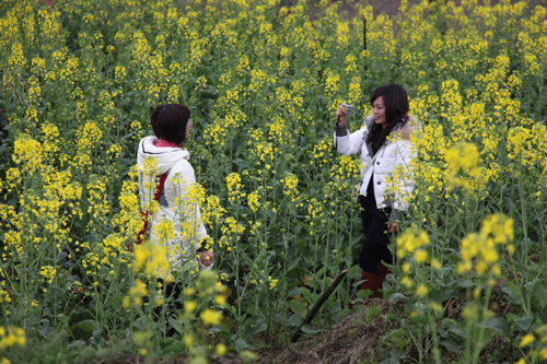 長寧春來早 菜花開游客笑