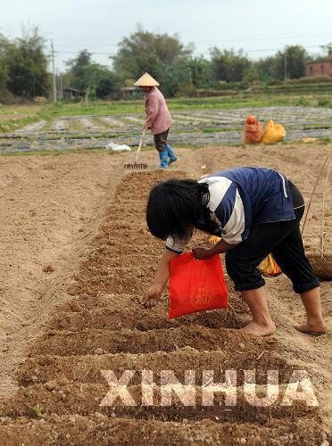 廣西各地群眾積極抗旱搶種