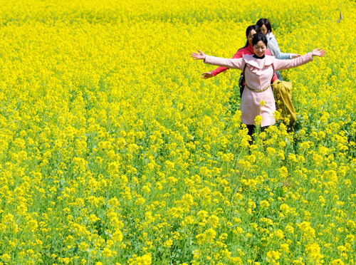 陽春三月 油菜花開