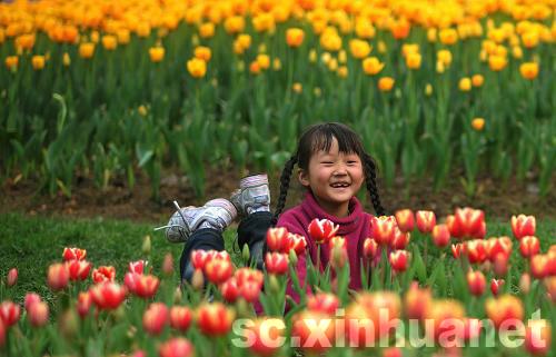 石象湖景區(qū)郁金香盛開