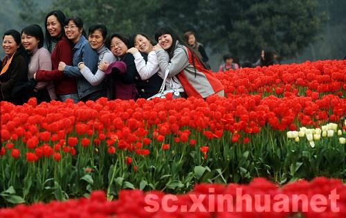 石象湖景區(qū)郁金香盛開