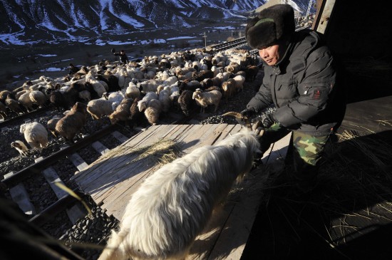 新疆牧民攜數(shù)萬頭牲畜乘坐火車轉(zhuǎn)場(chǎng)(組圖)