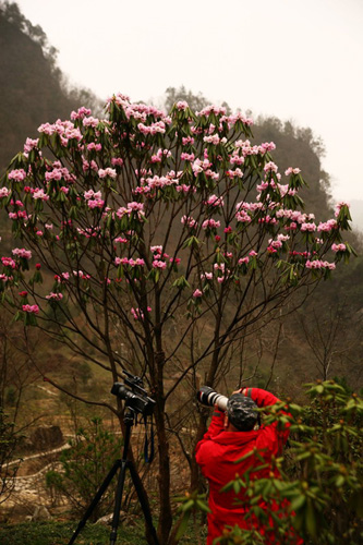 氣溫偏暖 神農(nóng)架高山杜鵑提前綻放（圖）